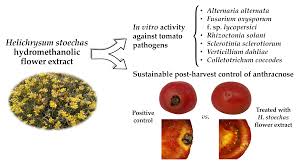 Image result for Helichrysum acutatum