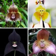 Mixed Colors Dracula Simia Flower Seed ...