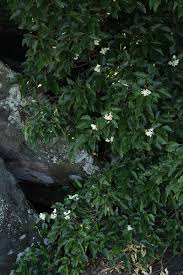 Image result for Craibia zimmermannii