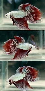 Fish cupang betta ikan ikan cupang ãƒ™ã‚¿ betta fish betta tank kampffisch aquarium types betta fish is known best for their beautiful fins and color for contest. 20 Red Dragon Betta Splendens Ideen Kampffisch Betta Fische