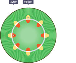 Xylem and phloem are the two complex tissues which are discussed hereunder. Plant Transport System Operation Plant
