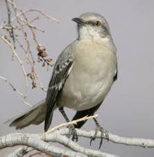 Check spelling or type a new query. Home Sanctuary To Kill A Mockingbird Please