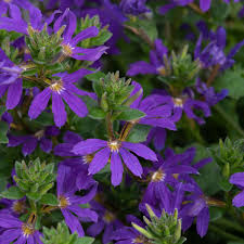 Image result for Scaevola