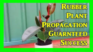 It's not that hard, just a few tricks to help you successfully propagate. How To Grow Jasmine From Cuttings Jasmine Propagation 100 Success Youtube