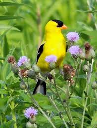 Backyard Birds Of New Jersey Field Guide Quick Read Birds Of N America A F By Common Name Attract Wild Birds Wild Birds Birds