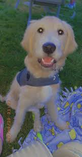 Will the original poster be able to see my comment?