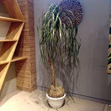 すべての美しい花の画像 新鮮な千葉 観葉 植物