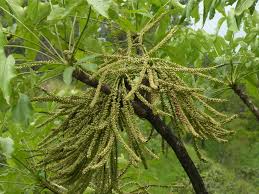 Image result for Cussonia corbisieri