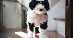 Mini Sheepadoodle Growth