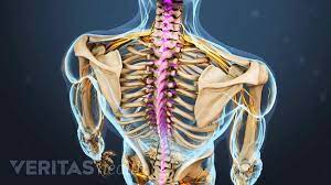Muscles of the back can be divided into superficial, intermediate, and deep group. Spinal Anatomy And Back Pain