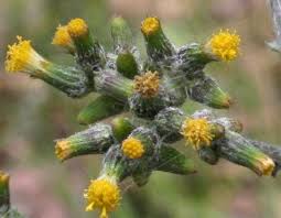 Image result for Senecio subsessilis