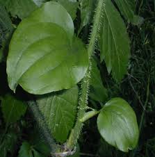 Maybe you would like to learn more about one of these? Smilax Hispida Bristly Greenbrier Go Botany