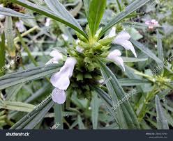 Image result for Leucas princei