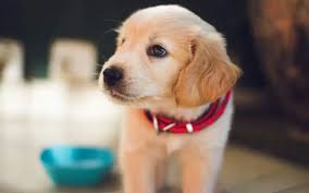 A pet, or companion animal, is an animal kept primarily for a person's company or entertainment rather than as a working animal, livestock or a laboratory animal. How Much Do Pets Cost And Can You Afford One Savings Com Au