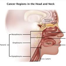 There is a video and basic explanation. Overview Of Head Neck Cancer Cancerconnect