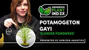 Image result for Potamogeton richardii