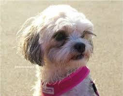 The shichon is a cutie, no doubt, but if you aren't prepared for one, it might overrule you with its double royal attitude. The Ultimate Guide To The Zuchon Aka Bichon Frise Shih Tzu Mix Animalso