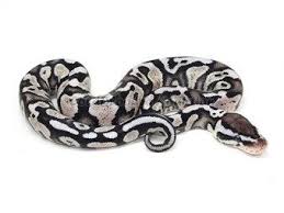 Axanthic Black Pewter Ball Python Axanthic Pastel Yellow Belly Ball Python Morphs Ball Python Python