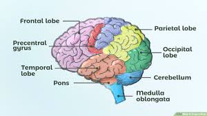 This page is designed for a wide range of users: How To Draw A Brain 14 Steps With Pictures Wikihow