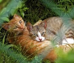 Donate animal care items to our adoption centers! Why You Should Care About Feral Cats And How You Can Help Them
