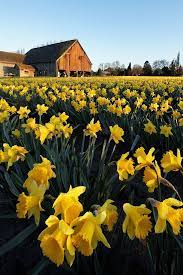 Spring Arrives To The Skagit Valley Daffodils Skagit Valley Scenery