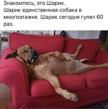 pin ot polzovatelya olenamokra na doske yumor shutki smeshnoj yumor smeshnye otkrytki