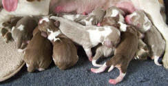 Several factors will influence a beagle puppy's price, including the location, health, breeder's reputation, and the parent breeds' pedigree. Colors Pictures And Info About Beagle Colors