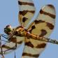 Junior Naturalist: Insect Safari