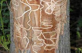 Emerald Ash Borer Identification And Treatment Options Wi