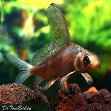 They go by many names. Chinese High Fin Banded Shark For Sale Aquariumfish Net