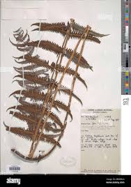 Image result for Pneumatopteris unita