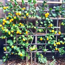 Katie Morford On Instagram First Harvest I See Preserved Lemons In My 2016 Meyerlemons Espalier Gardening Ci Fruit Tree Garden Fruit Trees Fruit Garden