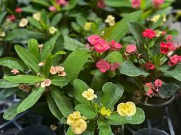 Image result for Euphorbia unicornis