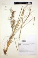 Image result for Sorghastrum stipoides