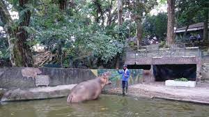 Perkembangbiakan hewan memiliki tujuan untuk melestarikan jenisnya terlebih lagi adalah banyak hewan yang ada di indonesia hampir di ambang kepunahan. Taman Hewan Perbaungan Rahmat Zoo Park Kebun Binatang Di Perbaungan Pariwisata Sumut Bahkan Ada Juga Orang Yang Sengaja Menyimpan Jenis Tanaman Air Ini Untuk Perkembangan Biakan Ikan Atau Hewan Air