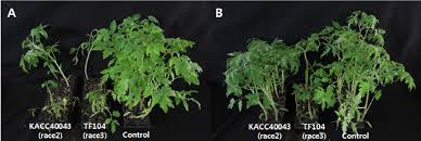 Image result for tomato seedling fusarium wilt