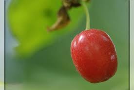 Heilpflanze Kornelkirsche Heilpflanzen Pflanzen Kornelkirsche