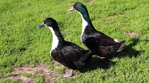 Their shanks and feet are reddish brown with irregular markings of grayish black. Black Swedish Adult Ducks Youtube