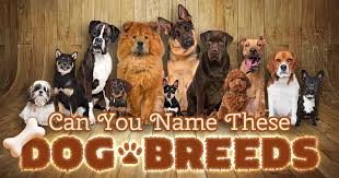 Get ready to take the ultimate disney villains quiz!. Can You Name These Dog Breeds