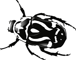 Black And White Insect Photos Beetle Bug Black White Insect Beetle Black Insects Black And White