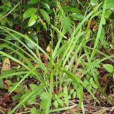 Image result for Scleria