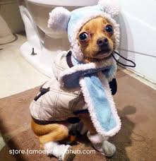  Famous Chihuahua A Fun Site About World Famous Chihuahuas Page 6 Anjing Chihuahua Dan Chihuahua