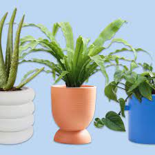 We manufacture best quality ceramics pots, succulent pots, tabletop planter, hanging pots, indoor pots, bonsai pots, outdoor. 23 Affordable Indoor Planters We Love Architectural Digest