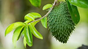 Kebaikan durian belanda yang harus anda tahu. Benarkah Daun Sirsak Punya Manfaat Atasi Jerawat