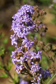 Image result for Chironia laxiflora