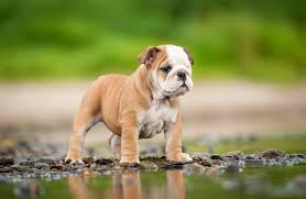 Top Dog Names Mystart Starting with the vision to provide and curate reliable information to pet lovers we. top dog names mystart