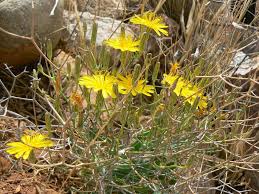 Image result for Launaea