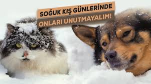 Gtb Ve Cahide Den Sokak Hayvanlarina Yardim Kampanyasi Gaziantep Ticaret Borsasi