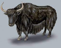 Animals that start with yak. Adw Bos Grunniens Information