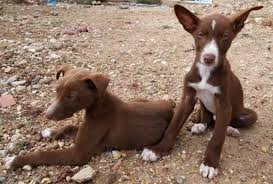 Le Podenco Orito Blog Des Animaux De Compagnie Dog Breeds Pharaoh Hound Ibizan Hound